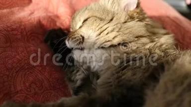 一只毛茸茸的猫躺着舔爪子，洗了。 高清，<strong>1920</strong>x1080，慢动作..